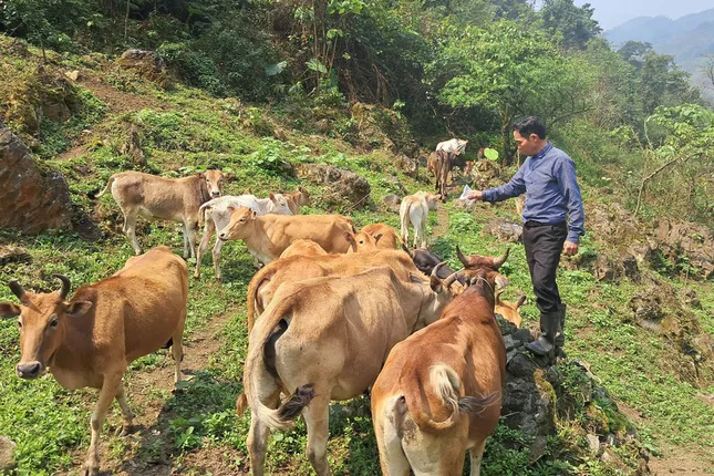 Đồng bào Mông ở Nghệ An thoát nghèo trên vùng đất khó ảnh 2