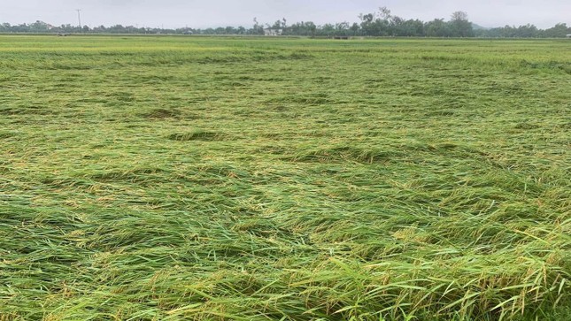 Sét đánh chết 4 con hươu, lốc xoáy cuốn rạp đám cưới đổ sập ảnh 1