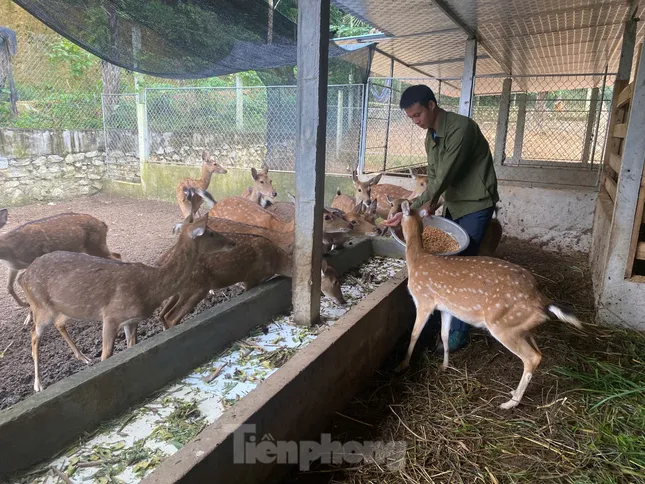Mô hình nuôi hươu mỗi năm thu tiền tỉ của Bí thư Đoàn ở Hà Tĩnh ảnh 1