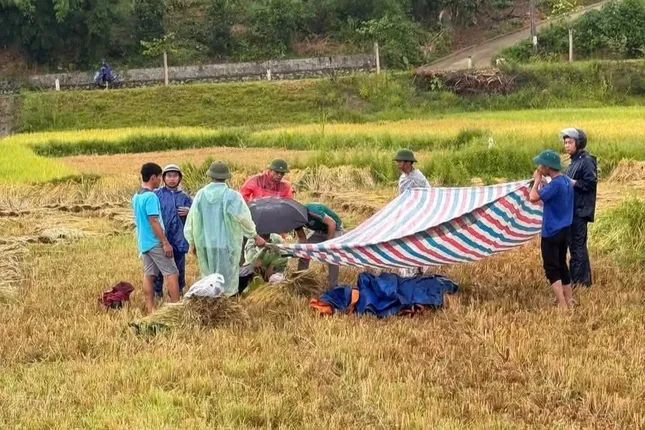Người đàn ông bị sét đánh tử vong khi đang gặt lúa ảnh 1