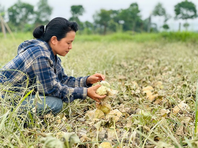 Nông dân trồng dưa trắng tay vì trận lũ bất thường ảnh 5