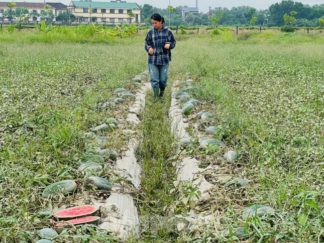 Nông dân trồng dưa trắng tay vì trận lũ bất thường ảnh 1