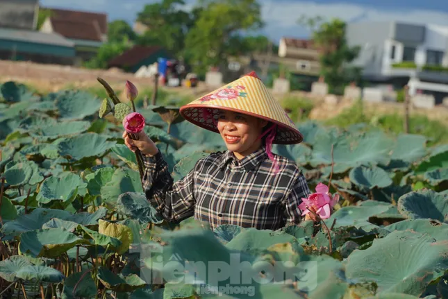 Làm giàu từ cây sen trên vùng đất trũng ảnh 4