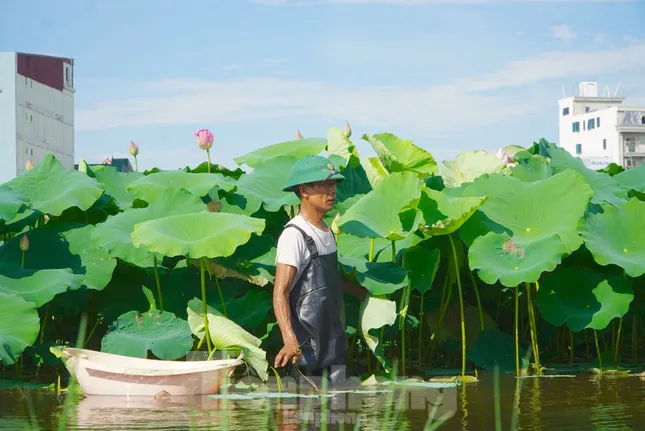 Làm giàu từ cây sen trên vùng đất trũng ảnh 2