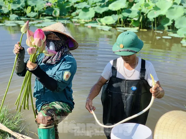 Làm giàu từ cây sen trên vùng đất trũng ảnh 3
