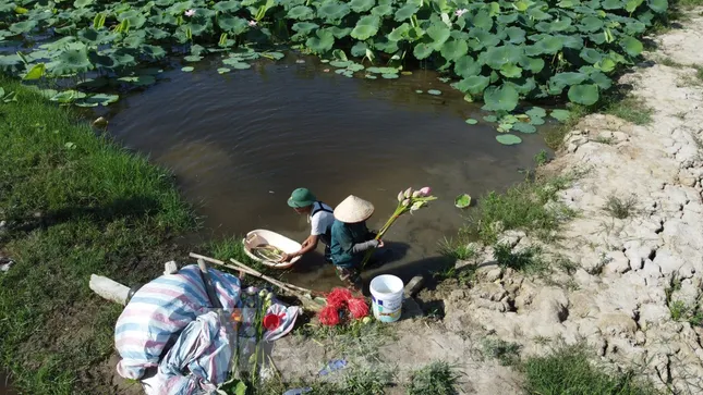 Làm giàu từ cây sen trên vùng đất trũng ảnh 1