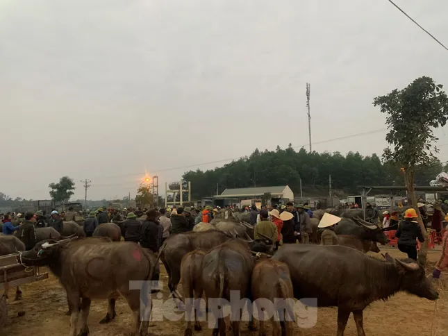 Chợ trâu, bò lớn nhất Bắc Trung Bộ họp phiên cuối năm từ tinh mơ ảnh 2