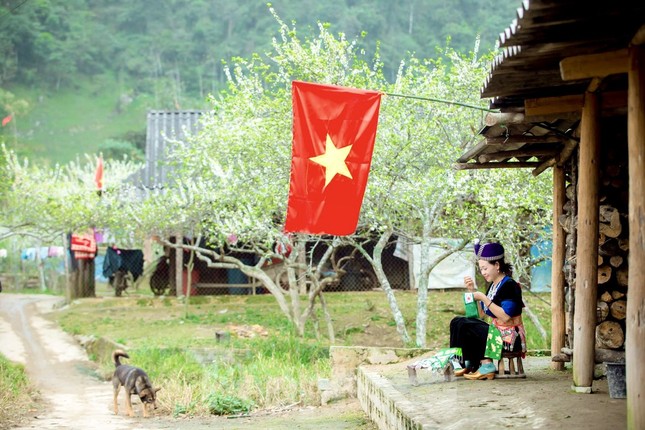 Thiếu nữ khoe sắc bên hoa mận nở trắng muốt nơi cổng trời đẹp như tranh ảnh 2