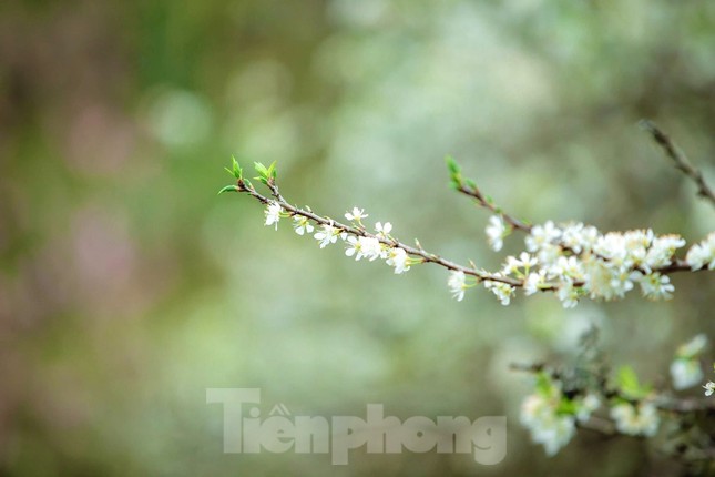 Thiếu nữ khoe sắc bên hoa mận nở trắng muốt nơi cổng trời đẹp như tranh ảnh 5