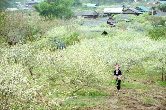 Thiếu nữ khoe sắc bên hoa mận nở trắng muốt nơi cổng trời đẹp như tranh ảnh 1