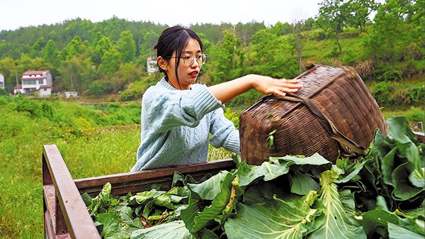 Cô gái bỏ việc văn phòng về quê nuôi lợn ảnh 2