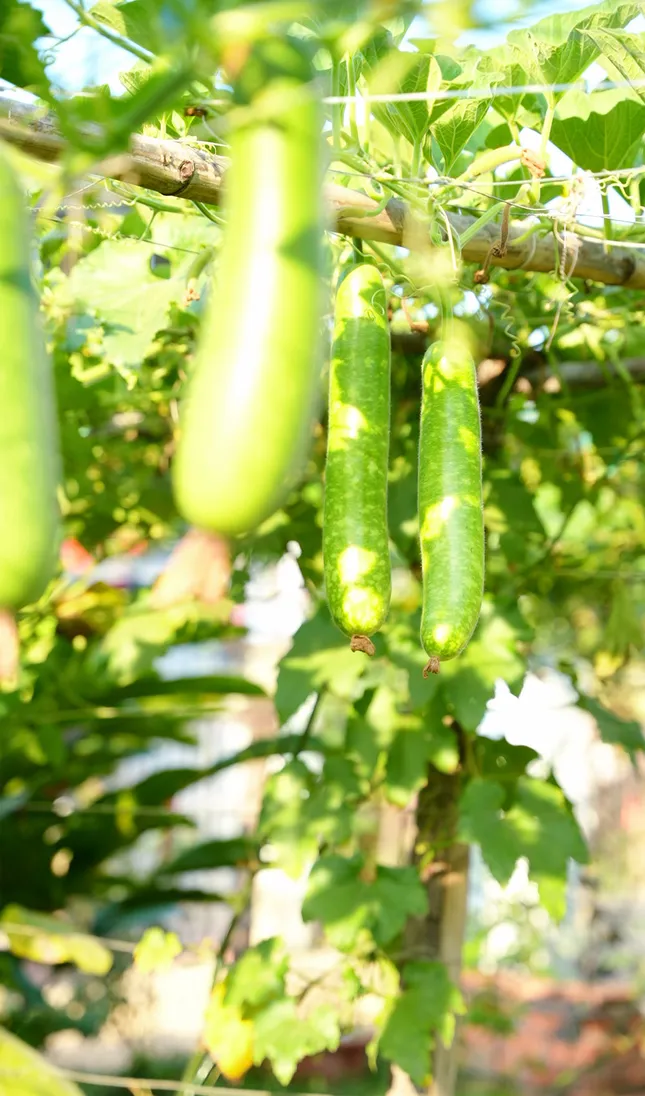 Chàng trai Ninh Thuận biến khu vườn xơ xác thành chốn thư giãn, đẹp như mơ ảnh 7