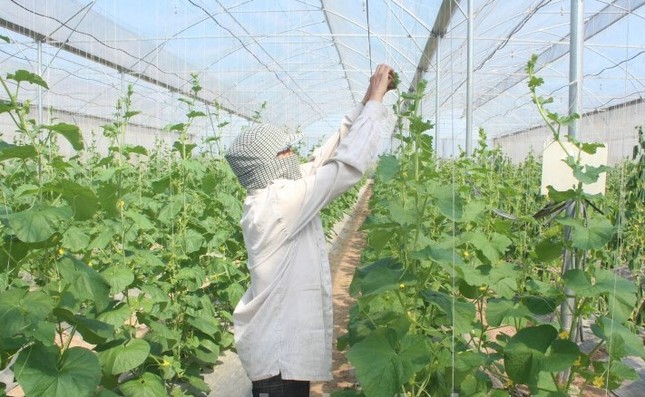 Hà Nội: Cho phép xây dựng công trình trên đất nông nghiệp để phục vụ sản xuất ảnh 1