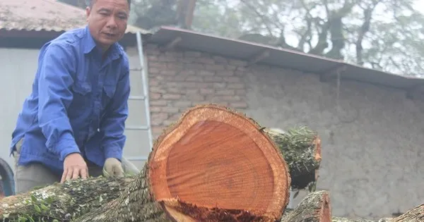 https://image.tienphong.vn/w645/Uploaded/2025/cajwqxjwp/2025_03_15/tien-phong-chatcaysua3-njtd-hsff-7521-4256.jpg.webp