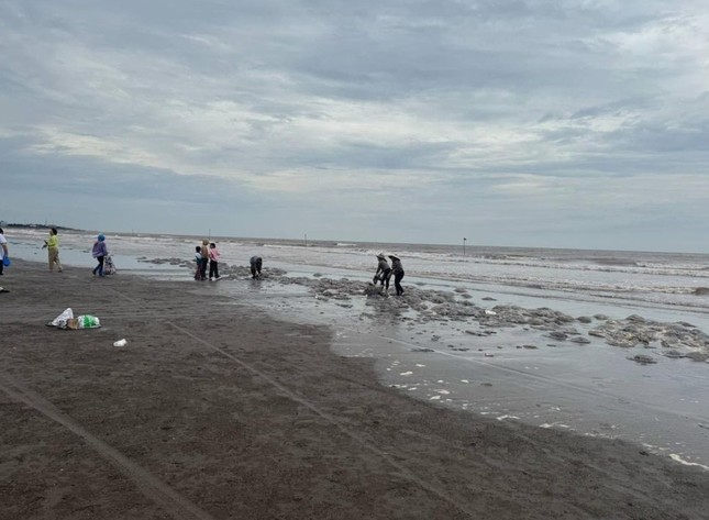Hàng trăm tấn sứa dạt vào bờ biển, người dân Nam Định đổ xô vớt kiếm tiền triệu ảnh 2