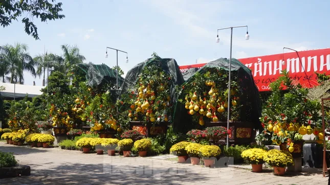 Bưởi diễn vượt hàng nghìn cây số vào Nam, người Sài Gòn ký tên lên chậu đặt trước ảnh 7