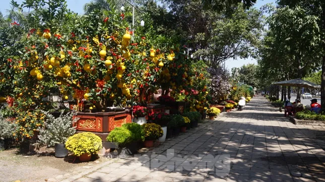 Bưởi diễn vượt hàng nghìn cây số vào Nam, người Sài Gòn ký tên lên chậu đặt trước ảnh 6