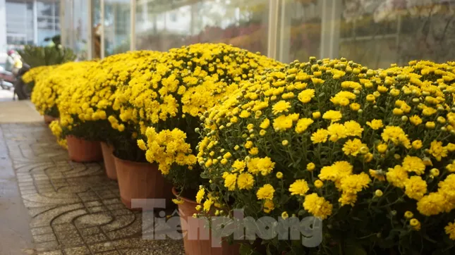 Bưởi diễn vượt hàng nghìn cây số vào Nam, người Sài Gòn ký tên lên chậu đặt trước ảnh 2