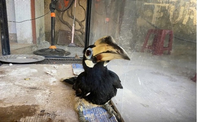 Chim quý hiếm lạc vào vườn nhà dân ở Đà Nẵng ảnh 1