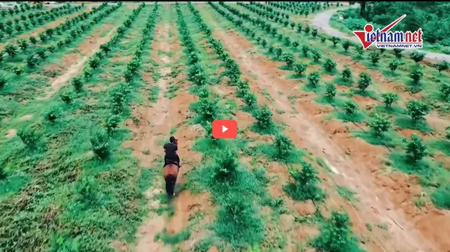 Trang trại 'ngựa phi mỏi gối' vừa bị công an Thanh Hóa khám xét của trùm giang hồ Vi 'ngộ' ảnh 1