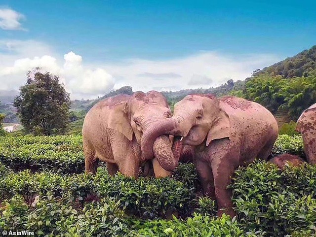 Voi lẻn vào làng uống trộm rượu rồi say xỉn ngủ giữa vườn chè ảnh 1