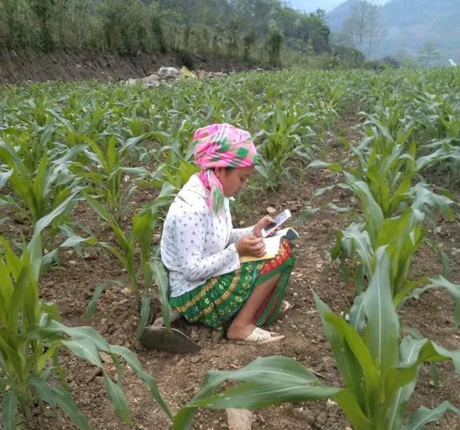 Học sinh vùng cao Việt Bắc kê cuốc ngồi giữa nương ngô học trực tuyến ảnh 3
