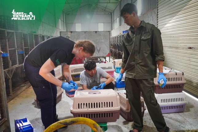 Giải cứu 230 cá thể cầy vòi mốc quý hiếm ảnh 5