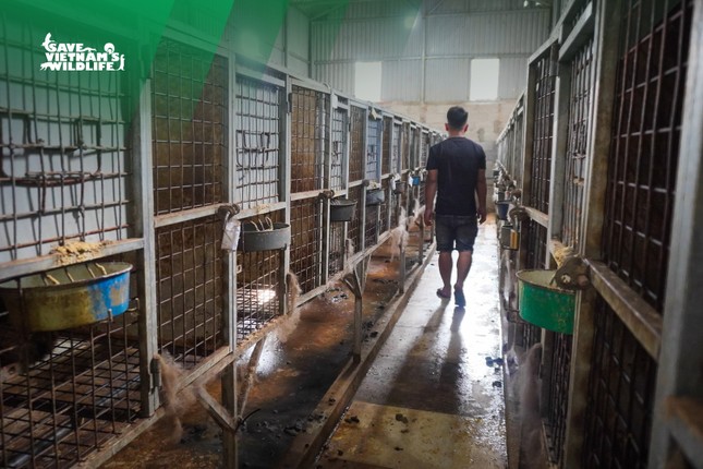 Giải cứu 230 cá thể cầy vòi mốc quý hiếm ảnh 3