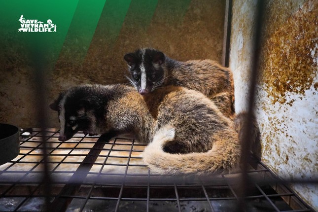 Giải cứu 230 cá thể cầy vòi mốc quý hiếm ảnh 2