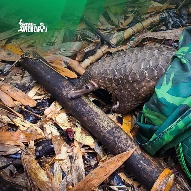 Tái thả 12 động vật quý hiếm về rừng ảnh 1