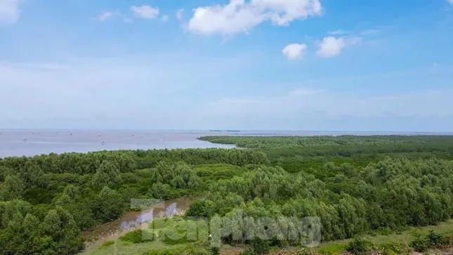 Chủ tịch xã có quyền thu hồi rừng, cho thuê, cấp vốn ảnh 1