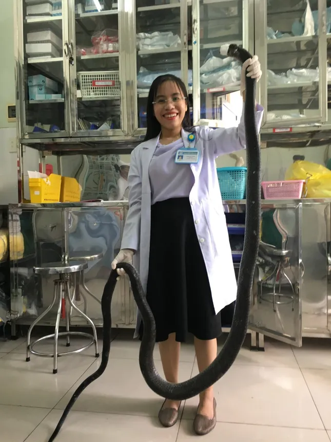 Dùng tay bắt rắn hổ chúa dài 2,5 mét, người đàn ông 'thập tử nhất sinh' ảnh 3