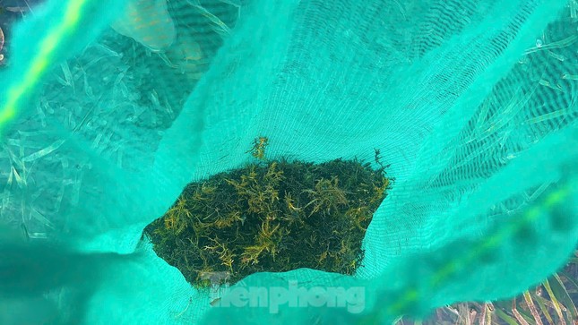 Dân kiếm tiền triệu từ loại 'rau dại' từng cho không ai lấy ảnh 4