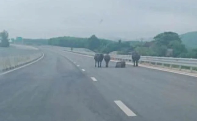 Tài xế lo lắng vì cao tốc qua Hà Tĩnh xuất hiện gia súc và người đi xe máy ảnh 1