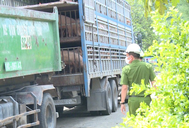 Người đàn ông ở Hà Nội nói gì khi mua 18 tấn lợn nhiễm dịch tả châu Phi đưa đi tiêu thụ ảnh 1