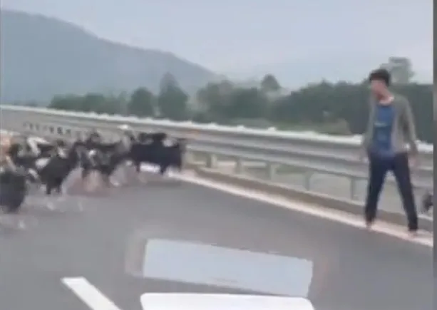 ‘Giật mình’ thấy người đi xe máy, gia súc trên cao tốc Hà Tĩnh ảnh 2