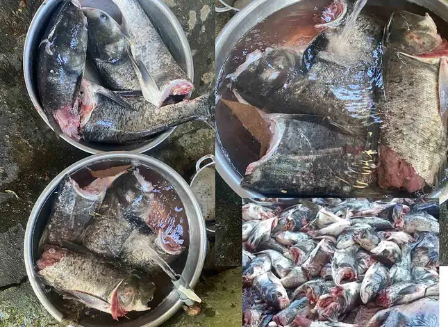 Gần 10 tạ cá mè bị cắt đôi, chết trôi ở cửa xả nước hồ Kẻ Gỗ ảnh 1