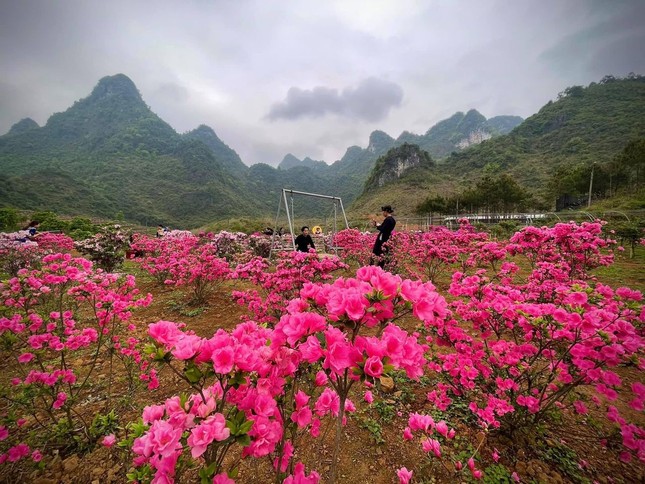 Lạc vào thiên đường hoa đỗ quyên lớn nhất Việt Nam ảnh 1