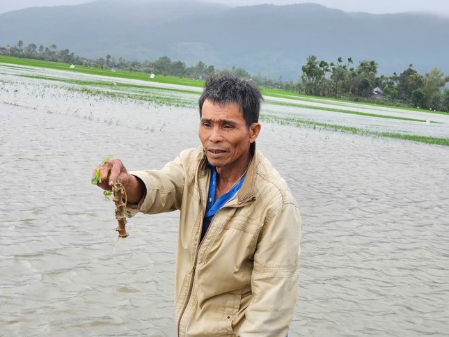 Trận lụt trái mùa ở Phú Yên làm gần 4.300ha lúa và hoa màu ngập nặng ảnh 3