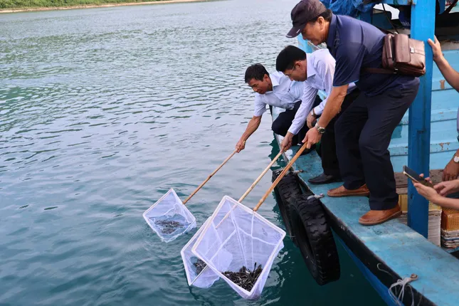 'Tuyệt chiêu' tái tạo nguồn lợi thủy sản trên vịnh Nha Trang ảnh 4