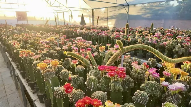 Ngắm vườn hoa xương rồng rực rỡ của kỹ sư công nghệ 9x Khánh Hòa ảnh 2