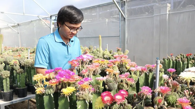 Ngắm vườn hoa xương rồng rực rỡ của kỹ sư công nghệ 9x Khánh Hòa ảnh 1