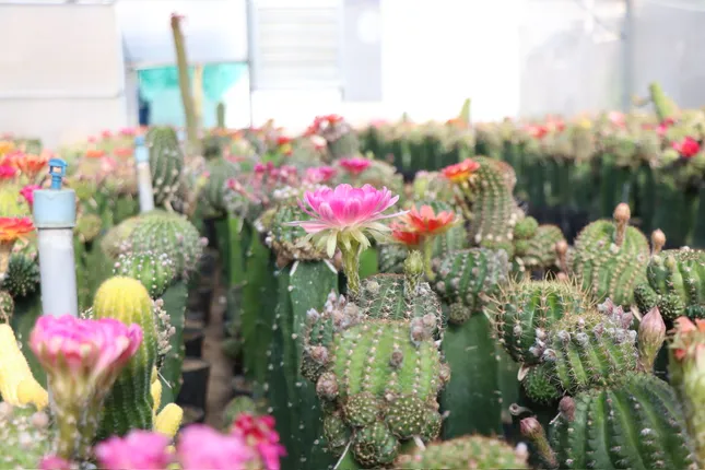 Ngắm vườn hoa xương rồng rực rỡ của kỹ sư công nghệ 9x Khánh Hòa ảnh 6