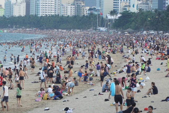 Xuất hiện sứa lửa ở biển Nha Trang- Ảnh 1.
