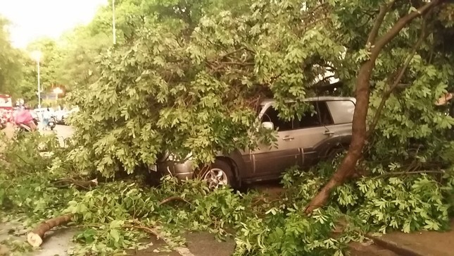 Hà Nội mưa lớn, gió giật cây bật gốc đè chết người ảnh 40