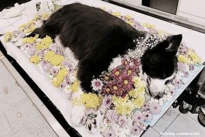 Pháp là nước có nghĩa trang cho động vật đầu tiên trên thế giới. Đạo luật nghiêm cấm chôn và vứt xác động vật bừa bãi được đưa ra vào năm nào?