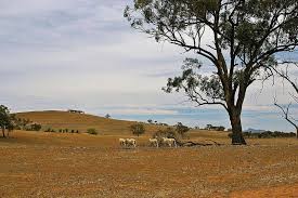 Đợt hạn hán tồi tệ nhất ở Australia trong thế kỷ XX diễn ra vào năm nào?
