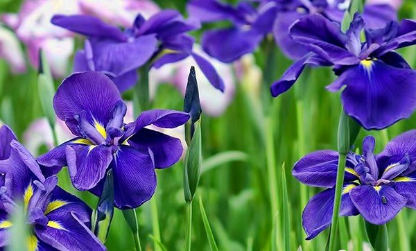 Quốc hoa của nước Pháp là?