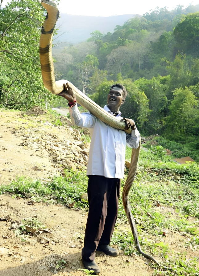 Rắn hổ mang chúa là loài rắn thông minh nhất thế giới? Điều này đúng hay sai?