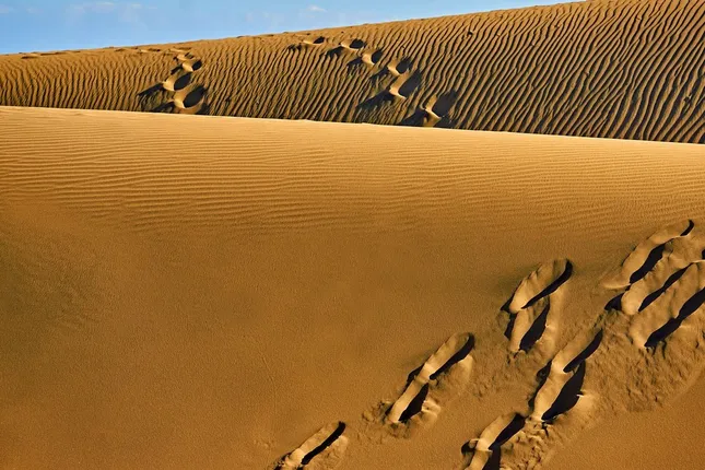How much larger is the Sahara Desert today than it was 100 years ago?